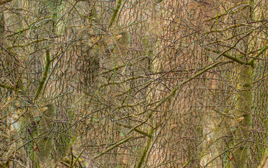 realtree pattern texture with trunks, branches and moss