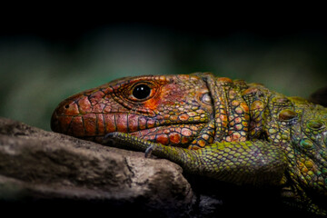 lizard on a tree