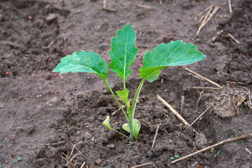Cabbage sprout grow in soil, kohlrabi. Young sprout of green cabbage on farm field. Growing cabbage, planting, seedling in vegetable garden. Turnip cabbage,  organic seedlings growing in garden