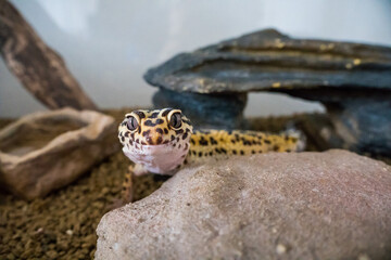 Leopard gecko (eublepharis macularius) looking close into camera