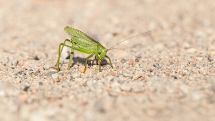 female green grasshopper laying eggs in sandy soil, great green bush-cricket, Tettigonia viridissima