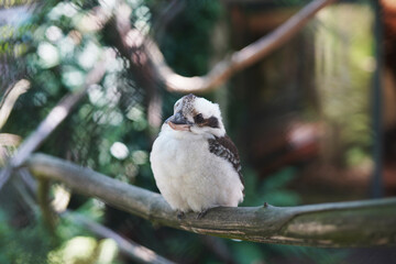 bird on a branch