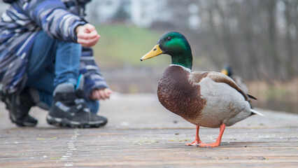 mallard duck being fed by a child in the park