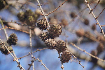 branches of a pine