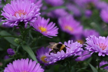 Obraz premium bee on a flower
