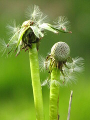 close up of a dandelion