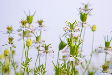 Fototapeta na wymiar Blooming White Nigella sativa flowers in the field. Selective Focus