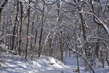 trees in snow