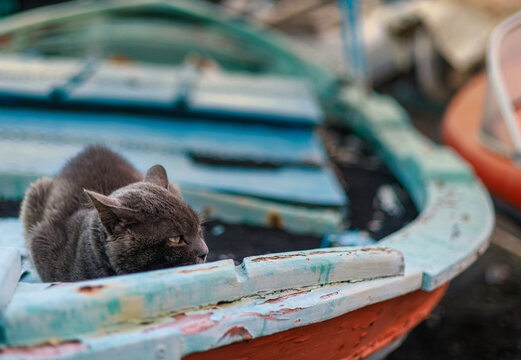 Gatto accovacciato sulla barca
