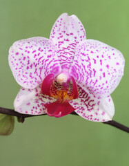 Flower of phalaenopsis cultivar Beautiful smile on a green background, selective focus, vertical orientation. - 574657483