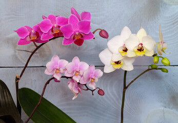 Blooming Phalaenopsis mini orchids, varieties: Mukalla, Pink Girl, Coco, selective focus, horizontal orientation. - 574657489