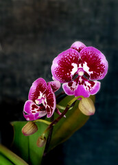 Blooming phalaenopsis cultivar Big lip on a dark background, selective focus, vertical orientation. - 574657498