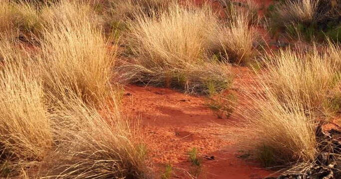 Outback Australia Red Desert Landscape Sand and Dry Arid Grasslands