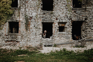 Ziegen in einem Lostplace