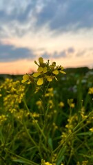 Yellow flower of the St. John's wort