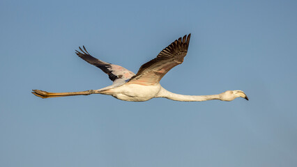 Flamingos in flight in the sky of Camargue, France