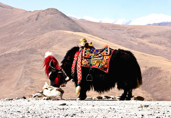   Yaks are native to the mountains of Tibet and China