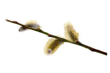 Weidenkätzchen Blüten