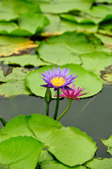  Lotus flower and lotus buds in a pond Peaceful countryside scene in Thailand 