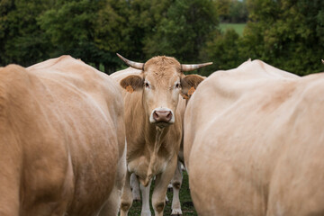 vache dordogne foret