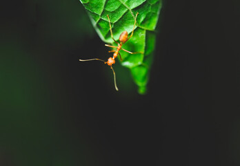 A red ant looking for food on a green leaf Worker ants are walking on the leaves to protect their nests in the forest.

