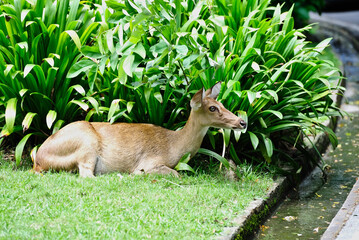A female deer sits on the grass in the Khao Kheow Open Zoo, Thailand.