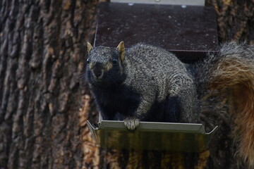 Black squirrel