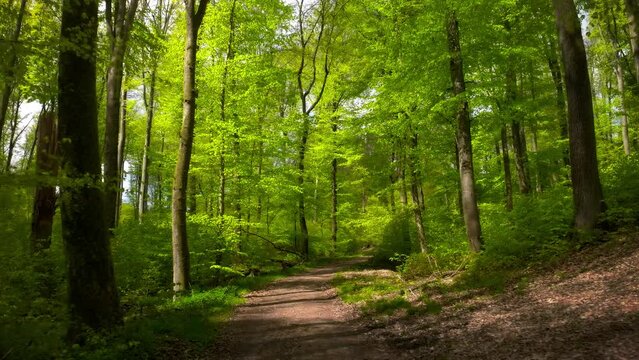 Trail in a lush beech forest in gorgeous shades of fresh green in spring 