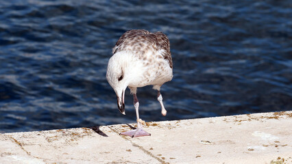 bird resting on one leg on the edge of a port with the sea in the background