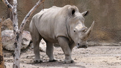 Obraz premium White rhinos Ceratotherium simum Square-lipped rhinos