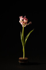 Dried pink tulip flower over dark background, with copy space. Withered flower. Concept of ageing, old, vulnerable, abandon, sad, depression, death, farewell and pain. Minimal floral card.
