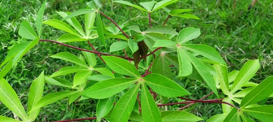green cassava leaves in the morning