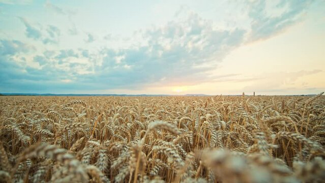 Close up view of wheat ears on the field. Sunset. Blue sky. Golden. Agriculture
