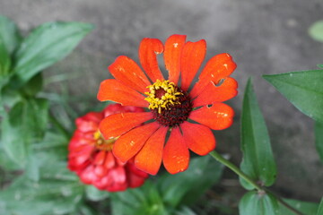 orange flower and bee