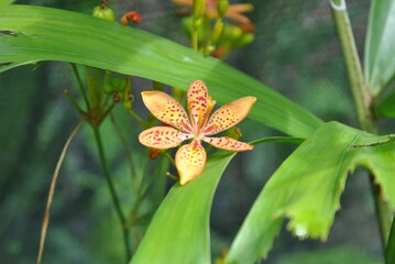 Obraz premium red and yellow orchid