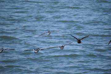 冬の琵琶湖を飛ぶ鴨の群れ