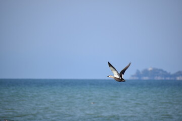 冬の琵琶湖を飛ぶ鴨の群れ
