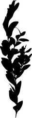 Ligustrum vulgare branch silhouette, imprint, stamp. PNG.