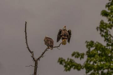 Bald Eagle pair perched on a dead tree branch