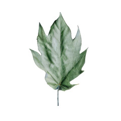 leaf isolated on white. Generative AI.