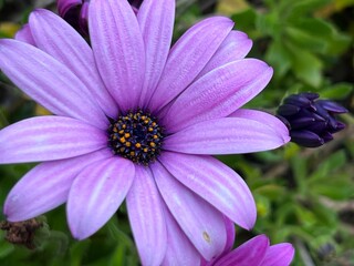 purple flower in the garden