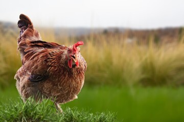 Young rooster walking on the green grass at the farm