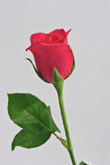   Fresh beautiful rose isolated on white background