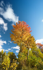 Low angle of trees in autumn changing colors against a cloudy blue sky with copy space. Tall oak trees in a colorful forest landscape in secluded woodland. Lush red and yellow leaves in fall season