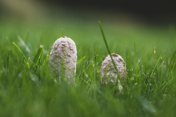 Coprinus comatus shaggy ink cap white gray mushroom growing in the lawn in the park, autumnal season, early morning on the meado