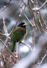 Great Hill Barbet in Snow fall