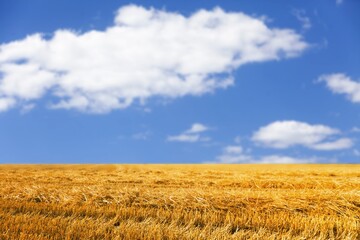 Beautiful big field and bright blue sky.
