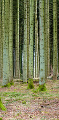 View of an enchanting planted forest with trees in Denmark. Secluded, empty and deserted woodland with cultivated pine trees in its natural environment. Remote and silent woods in the wilderness