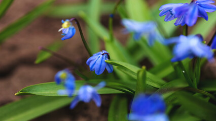 Blooming forest snowdrop. Delicate blue flowers