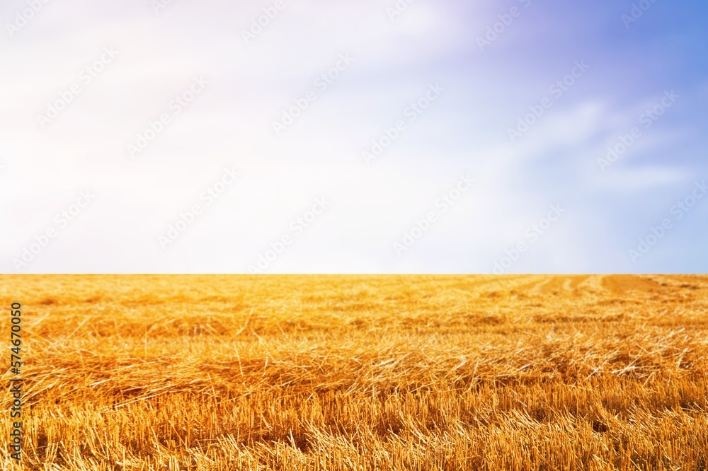 Poster Beautiful big field and bright blue sky.